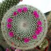 Mammillaria_hahniana